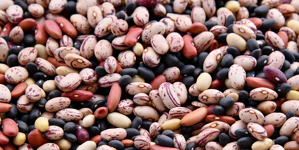 Legumes and Beans Compilation Photo (Plant-Based Protein)