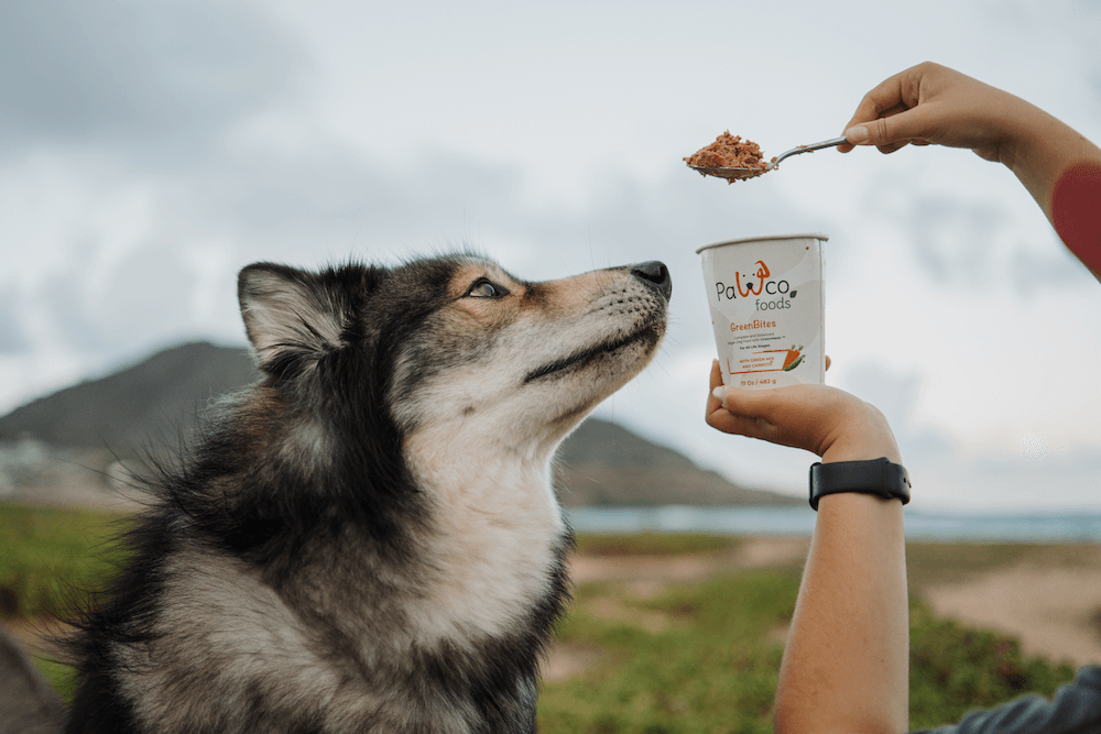 Best Fresh Dog Food 2026