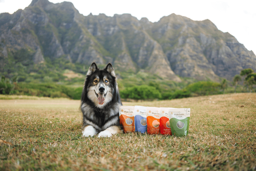 Plant Based Dog Food 2026