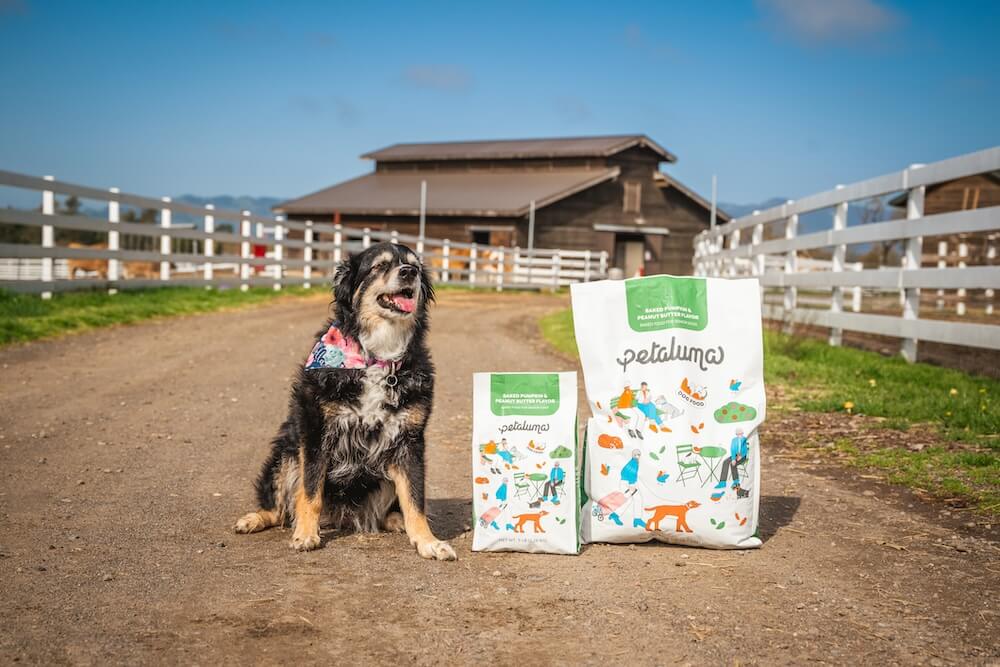 Healthiest food for Senior Dogs