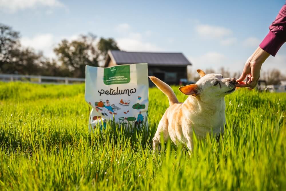 Healthiest Dog Food Brand